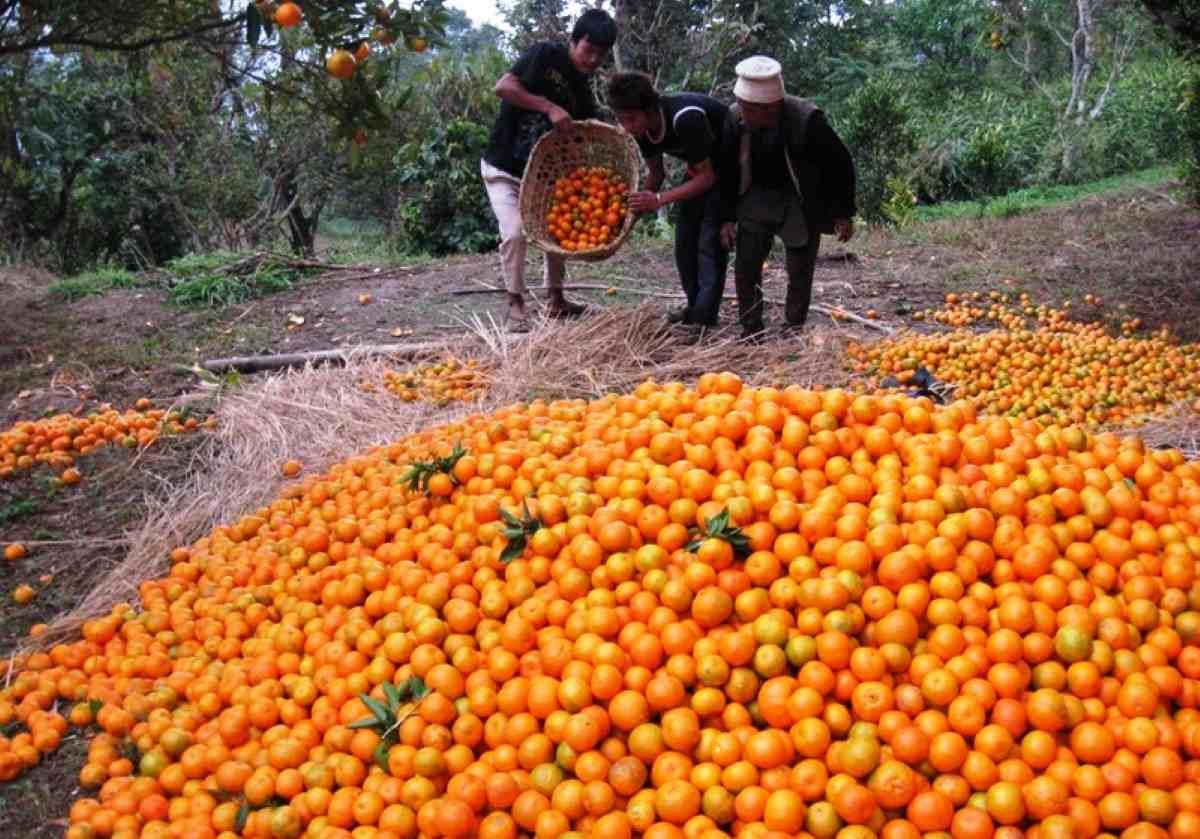 इलामको सलकपुरमा छ करोडको सुन्तला बिक्री, बजारको समस्या छैन